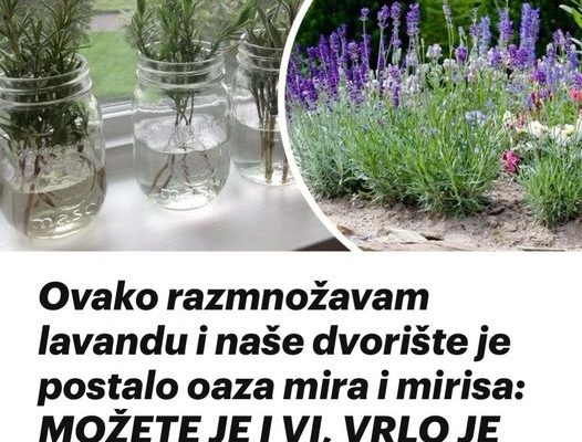 Ovako razmnožavam lavandu i naše dvorište je postalo oaza mira i mirisa: MOŽETE JE I VI, VRLO JE JEDNOSTAVNO!