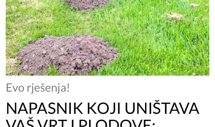 NAPASNIK KOJI UNIŠTAVA VAŠ VRT I PLODOVE: Zauvijek se riješite krtice pomoću ovog 1 trika! Evo šta one ne PODNOSE