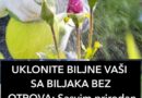 UKLONITE BILJNE VAŠI SA BILJAKA BEZ OTROVA: Sasvim prirodan rastvor koji uništava napasnike