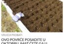 OVO POVRĆE POSADITE U OKTOBRU, IMAT ĆETE GA U IZOBILJU: Na proljeće će roditi kao u priči