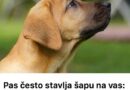 Pas često stavlja šapu na vas: EVO ŠTA TO ZNAČI, tvrdi veterinar