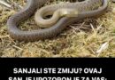 Šta znači sanjati zmiju: Evo kada je to dobar znak, a kada loš